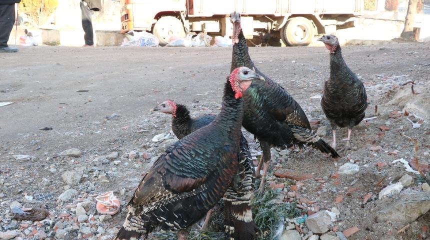 Yılbaşı hindileri el yakıyor