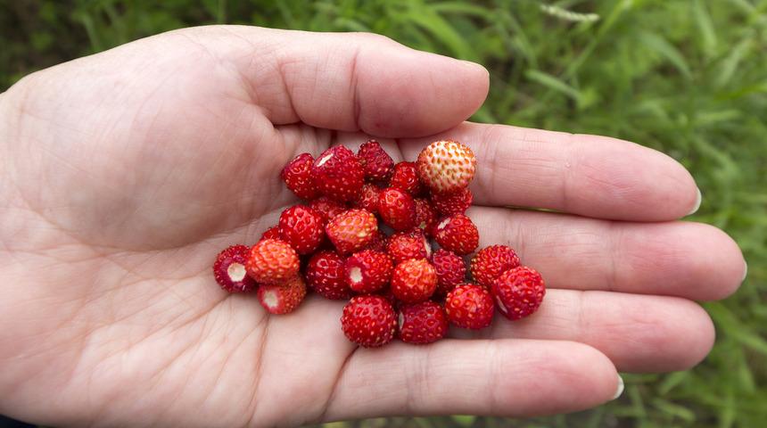 Sandal çileği faydaları nelerdir?