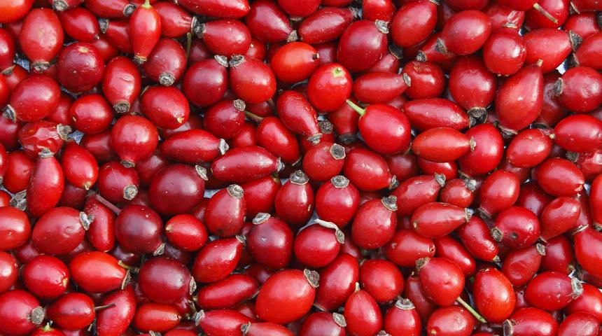 Kuşburnu çayı çok konuşanlar için tavsiye edildi