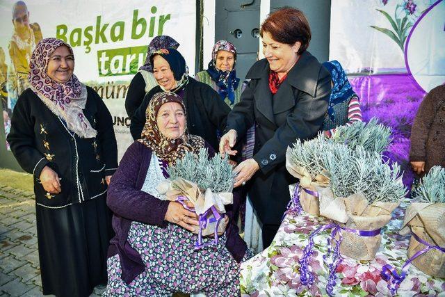 Büyükşehir Doğancılar’a 32 bin lavanta fidesi dağıttı