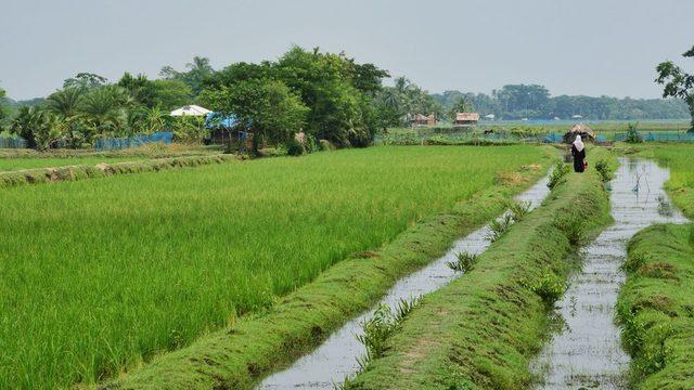 Rice field in Bangladesh