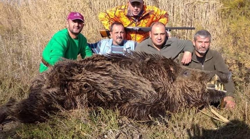 S&ouml;keli avcılar 250 kiloluk domuzu avladı