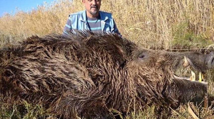 Avlanan domuzu görenler şaşkına döndü! Vatandaşlara uyarı