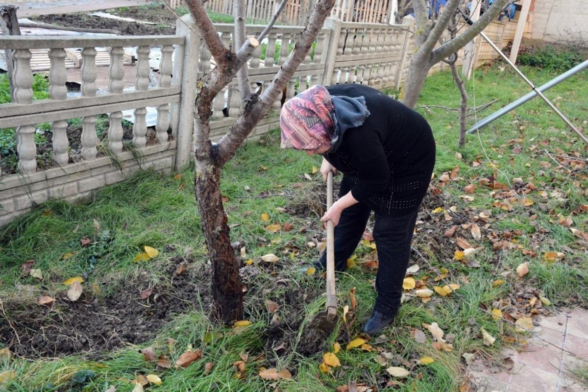 Meyve ağa&ccedil;larının bakım mevsimi geldi