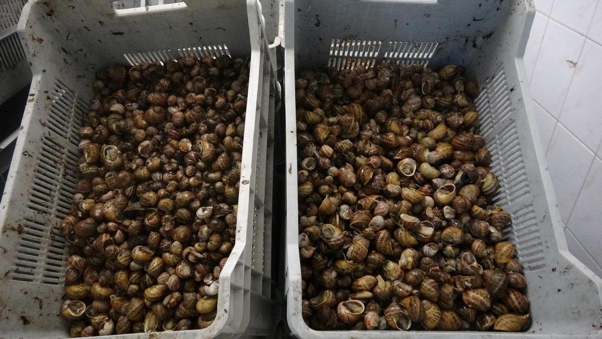 Salyangoz yenir mi? T&uuml;rk salyangozu Fransız sofralarını s&uuml;sl&uuml;yor