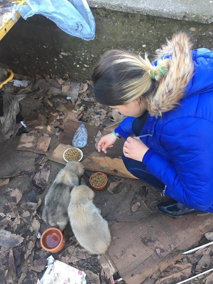 Sokak hayvanlarını gönüllüler besliyor G5