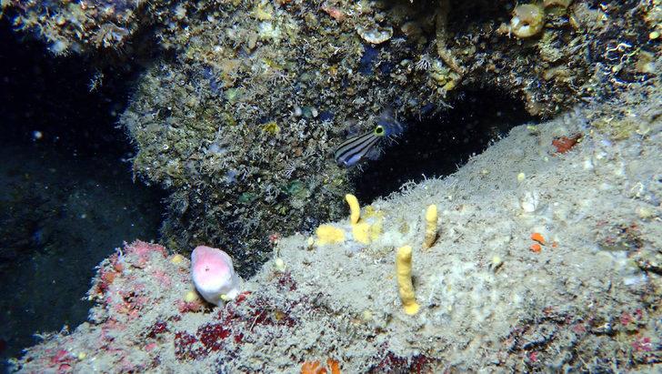 Türk Deniz Araştırmaları Vakfı'ndan 'deniz mağaraları' uyarısı G3