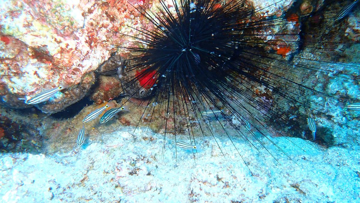 T&uuml;rk Deniz Araştırmaları Vakfı'ndan 'deniz mağaraları' uyarısı