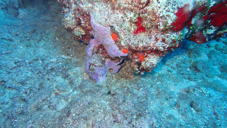 Türk Deniz Araştırmaları Vakfı'ndan 'deniz mağaraları' uyarısı G2