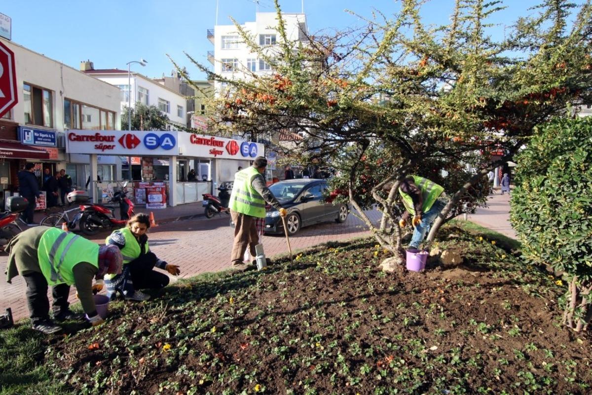 Sinop&rsquo;ta 57 bin lale toprakla buluşuyor