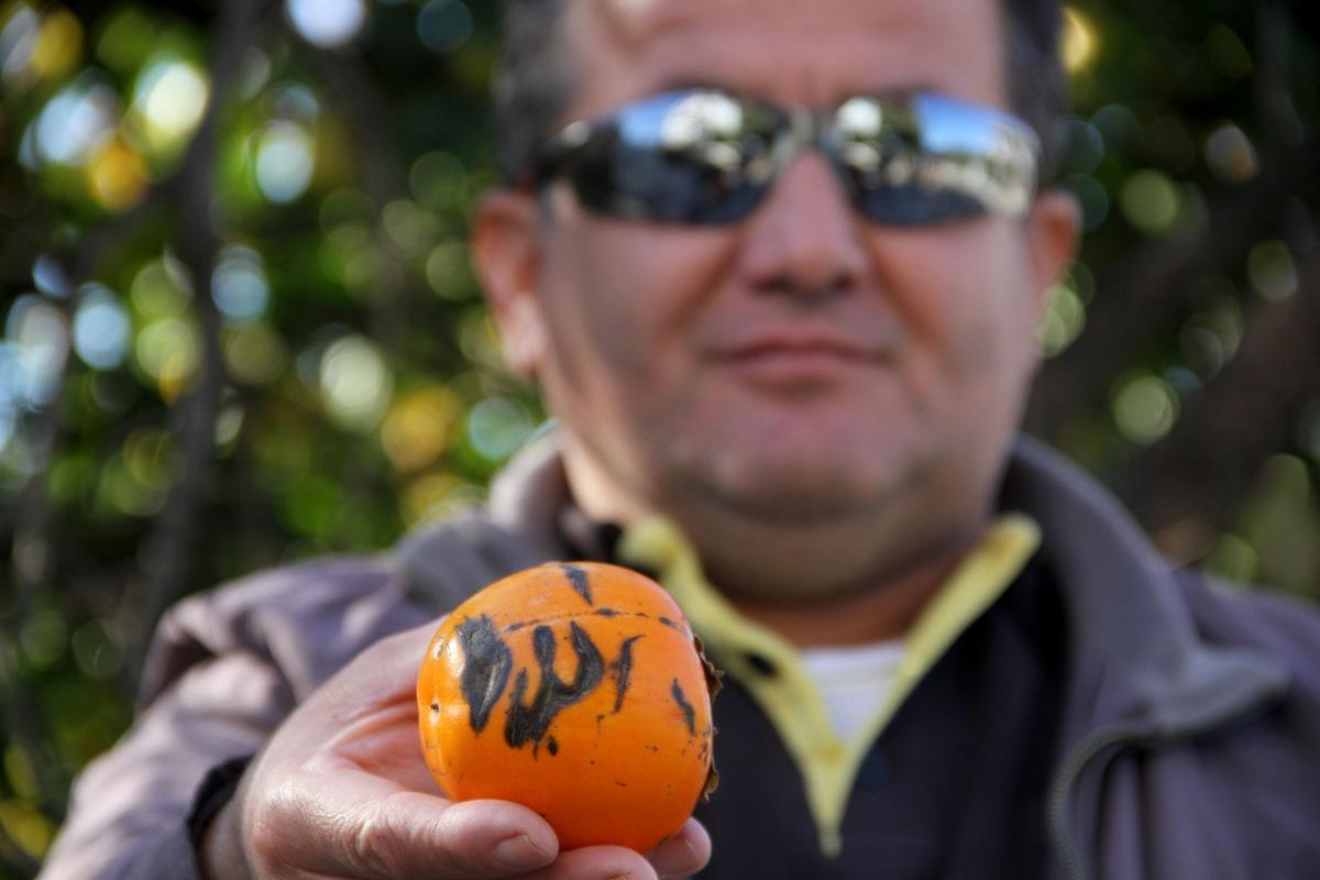 Hurmadaki 'Allah' yazısı g&ouml;renleri hayrete d&uuml;ş&uuml;r&uuml;yor