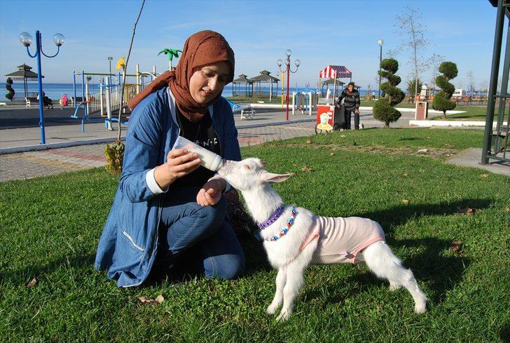 Yavru keçisine bebek gibi bakıyor G1
