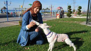 Yavru keçisine bebek gibi bakıyor