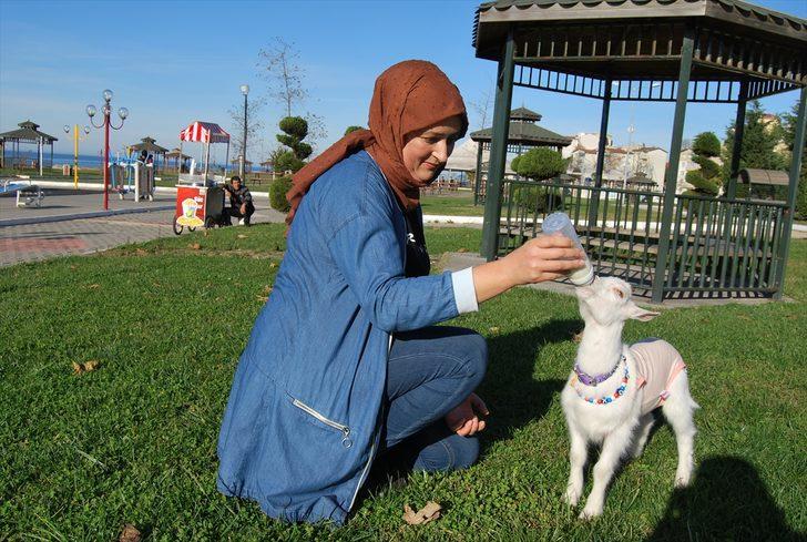 Yavru keçisine bebek gibi bakıyor G4