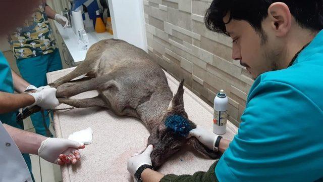 Karaca tedavi altına alındı