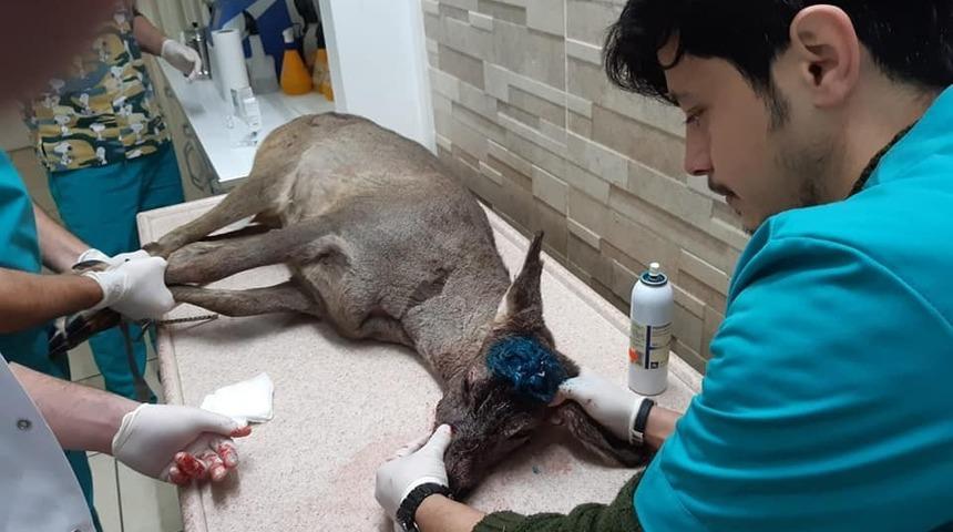 Karaca tedavi altına alındı