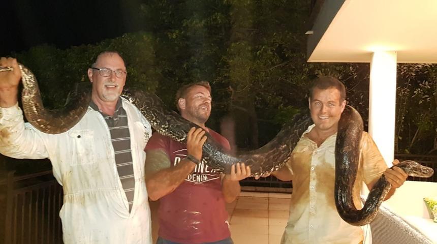 33 kilogramlık piton yakalandı!