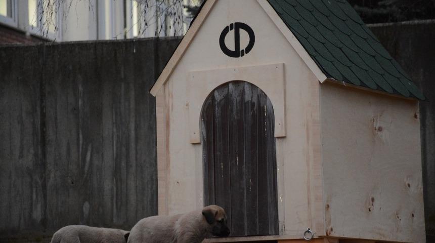 Rekt&ouml;r &Ccedil;omaklı, k&ouml;pek ve yavrularını yuvasız bırakmadı