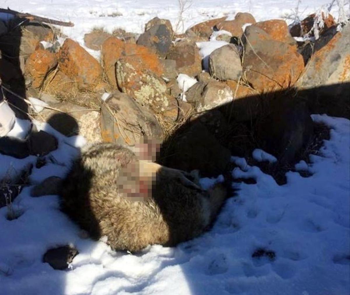 K&ouml;yl&uuml;ler tarafından yaralı halde bulunan kurt tedavi altına alındı