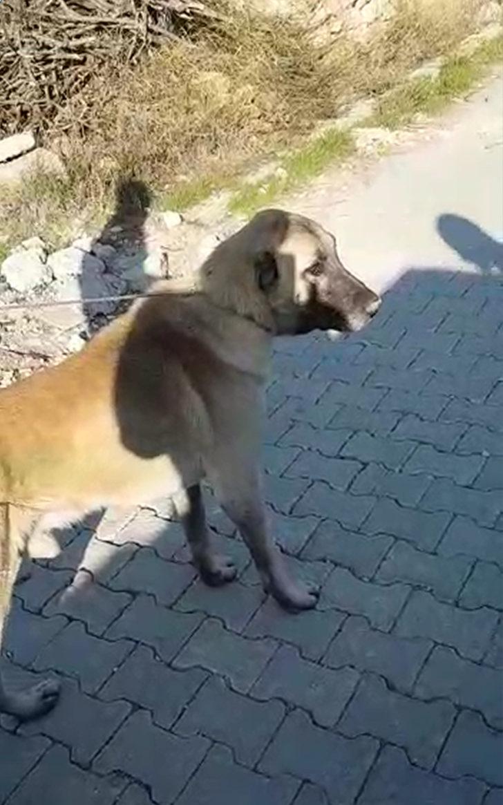 Köpeği otomobile bağlayıp, koşturdu (2) G1