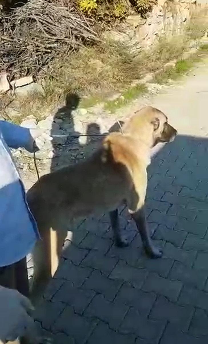 Köpeği otomobile bağlayıp, koşturdu (2) G2