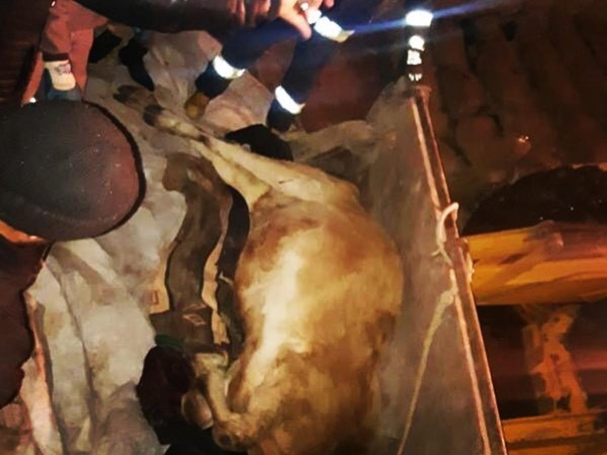 Kayalıklardan d&uuml;şen ineği itfaiye kurtardı