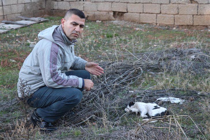Denizli'de vahşet! Beslediği 6 sokak kedisi bir ay içinde öldürüldü G1