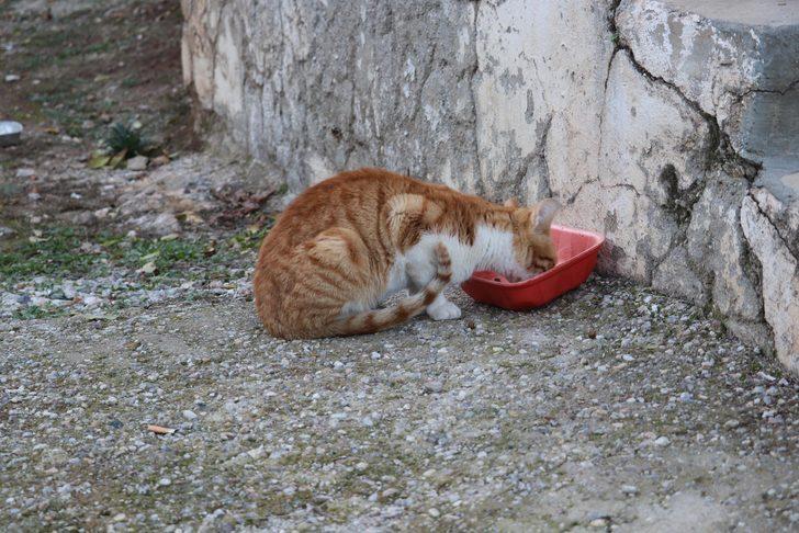 Denizli'de vahşet! Beslediği 6 sokak kedisi bir ay içinde öldürüldü G3
