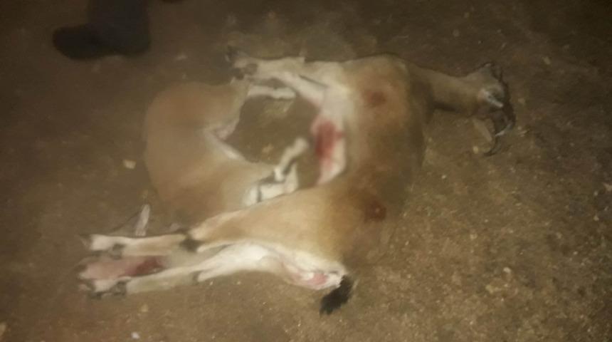 Yasa dışı yaban ke&ccedil;isi avına 48 bin 650 lira ceza