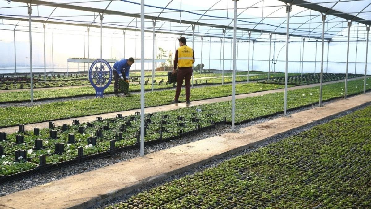 Aydın kendi fidanını kendisi &uuml;retiyor