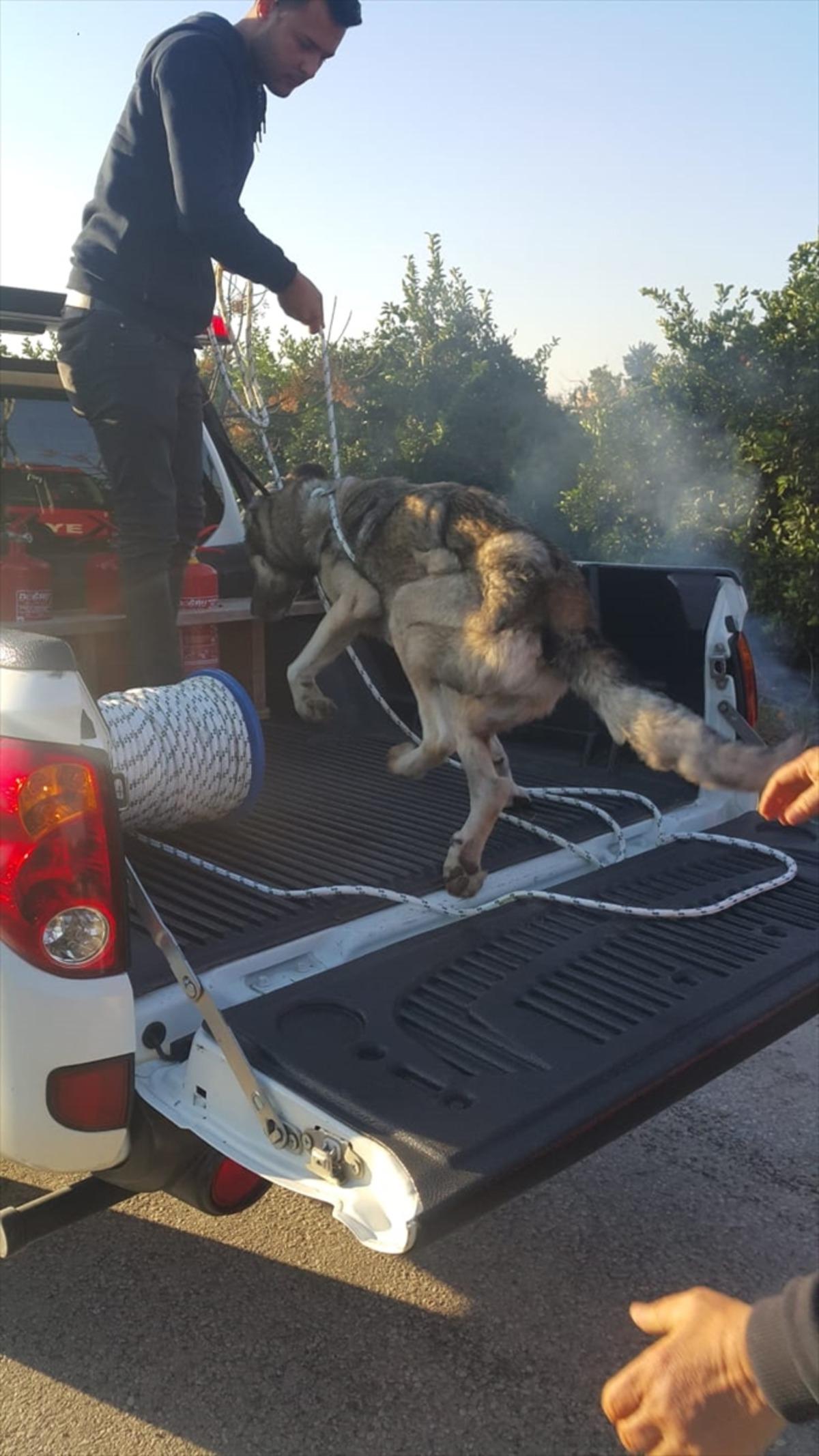 Hatay'da boş su kuyusuna d&uuml;şen k&ouml;peği itfaiye kurtardı