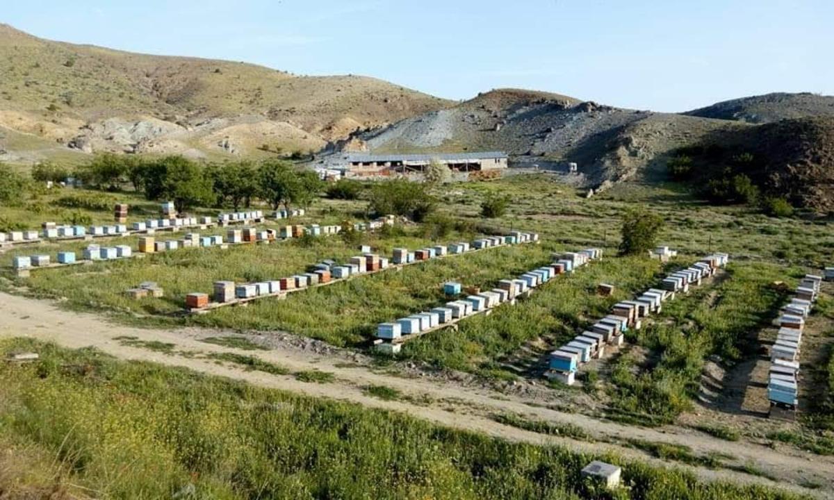 Arıların verimini artırmak i&ccedil;in 1700 lavanta ekti