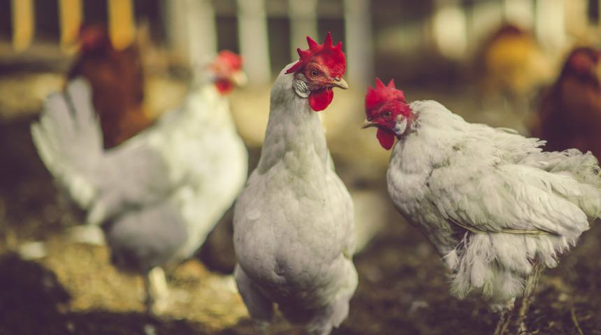 Kalp cerrahı açıkladı: Dışkısını yiyor, salmonella bulaşma ihtimali yüksek