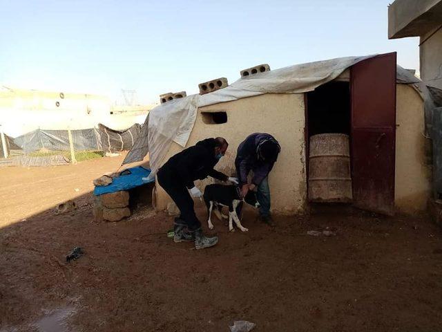Çobanbey’de kedi ve köpeklere kuduz aşısı yapılıyor