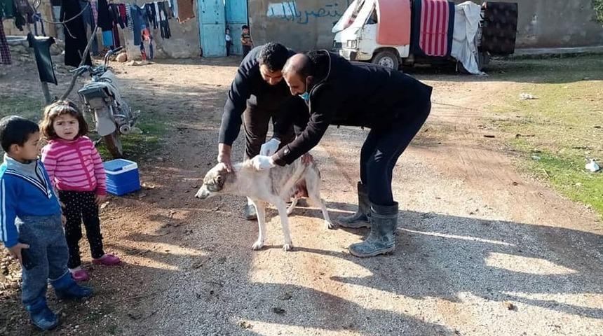 Çobanbey’de kedi ve köpeklere kuduz aşısı yapılıyor