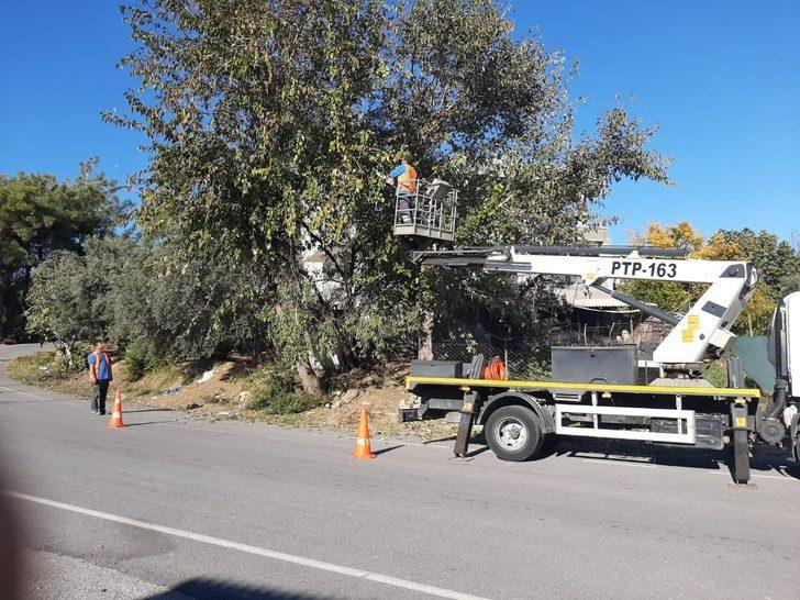 Manavgat’ta tehlike oluşturan ağaçlar budandı G1