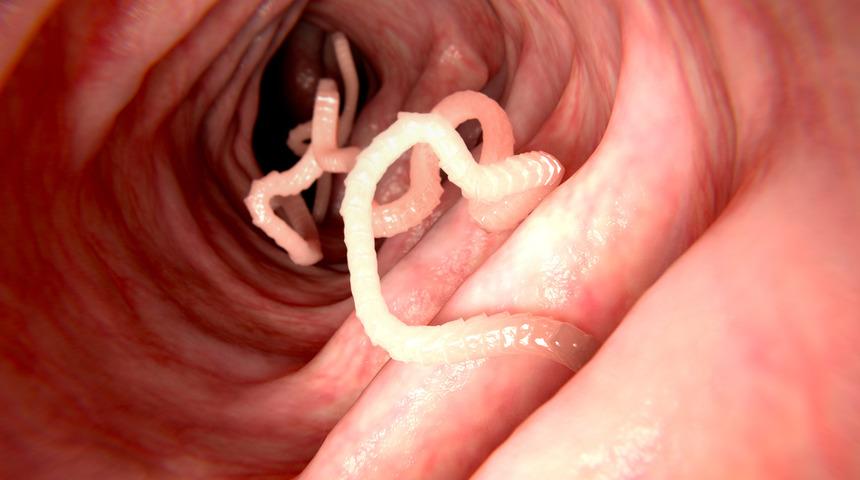 Şevketi bostan nedir, şevketi bostan faydaları nelerdir?