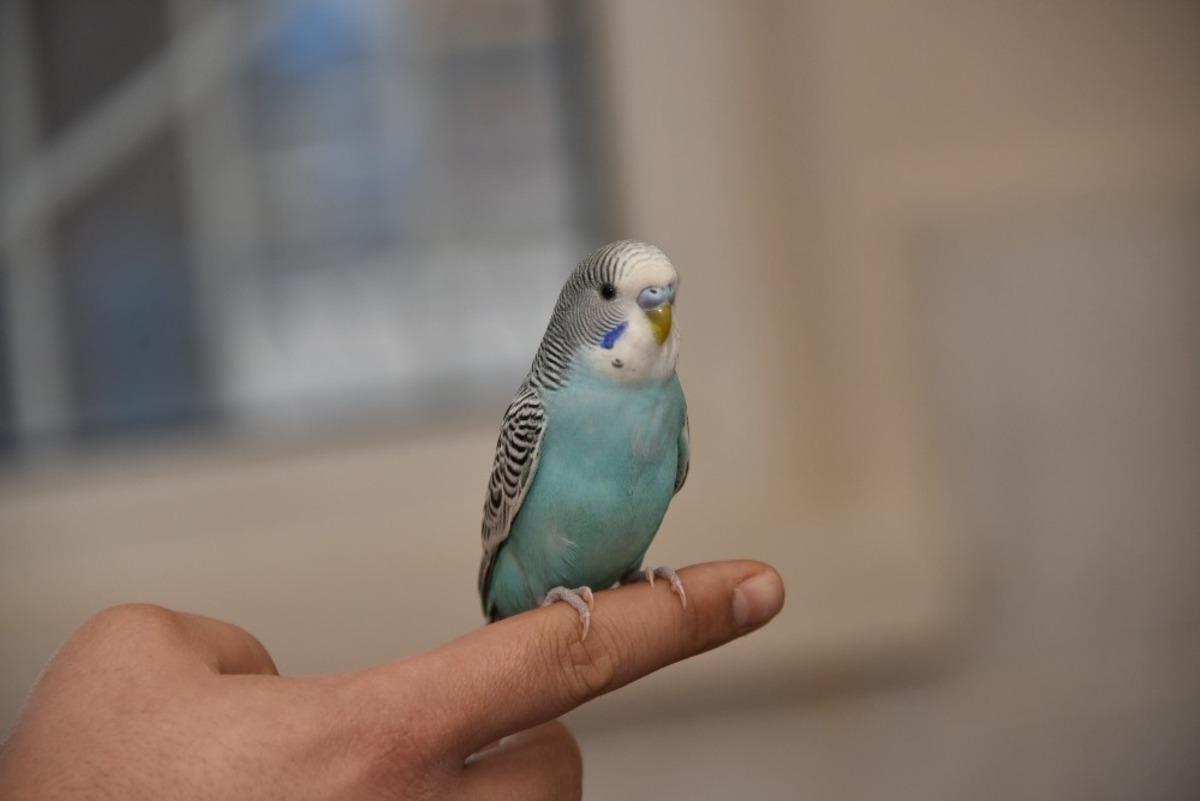 Evini kaybeden muhabbet kuşu sahibini bekliyor