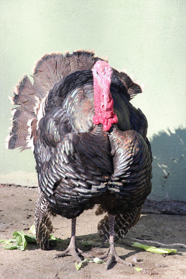 Eflani hindisi yılbaşı sofralarına lezzet katacak G3