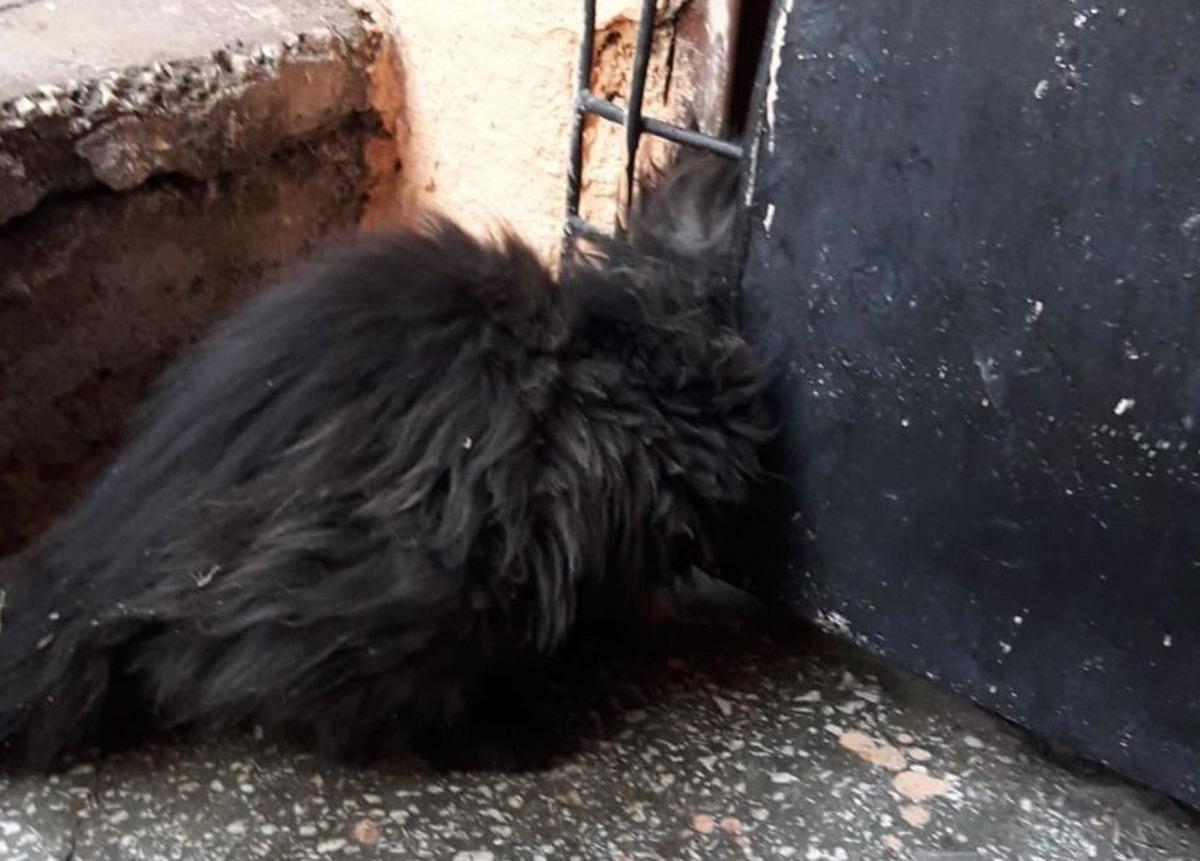 Mazgala kafası sıkışan kedi kurtarıldı