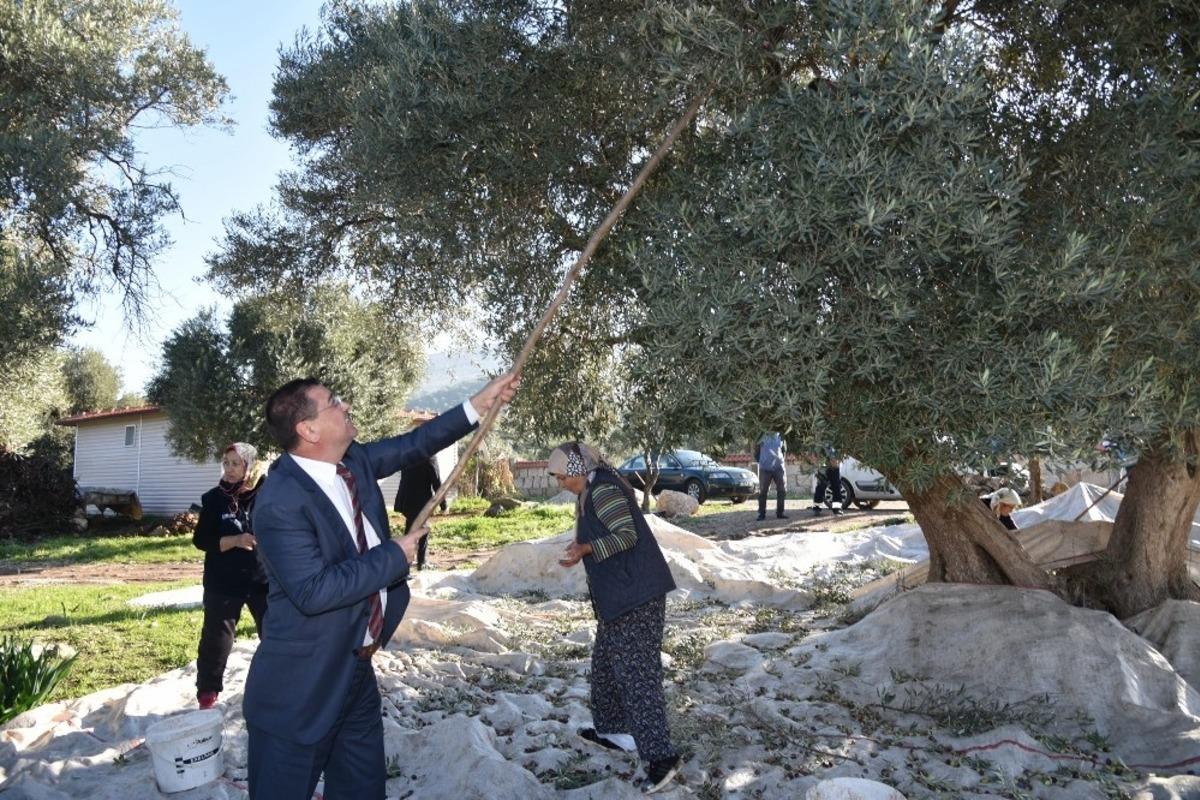 Zeytin hasadı yapanlara &ccedil;ay, &ccedil;orba, pide ve ayran ikramı