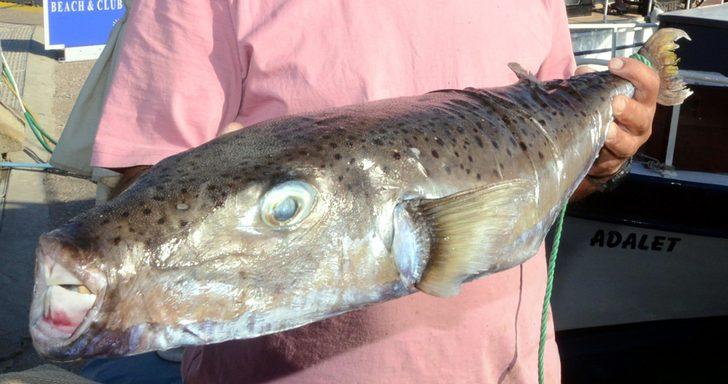 Prof. Dr. Vahdet Ünal duyurdu: 1 kilo balon balığı getirene 5 TL ödenebilir G1