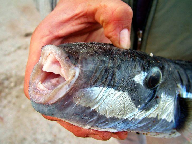 Prof. Dr. Vahdet Ünal duyurdu: 1 kilo balon balığı getirene 5 TL ödenebilir G2