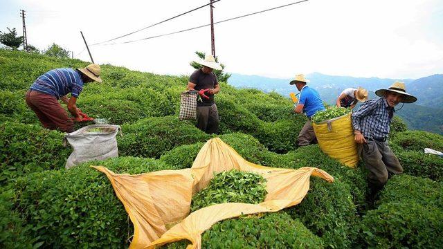 Çay