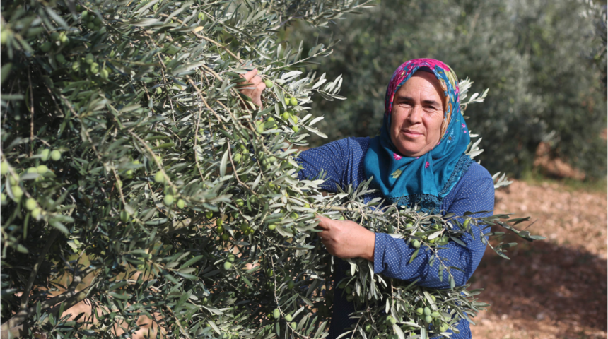Kadının azmi! Destekle zeytinyağı &uuml;retti şimdi yurt dışına a&ccedil;ıldı