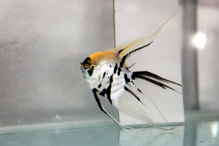 Akvaryum balığından 600 bin lira gelir G2