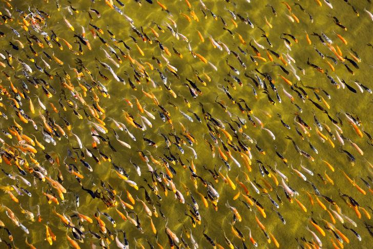 Akvaryum balığından 600 bin lira gelir G3