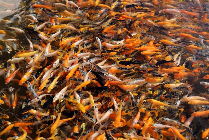 Akvaryum balığından 600 bin lira gelir G5