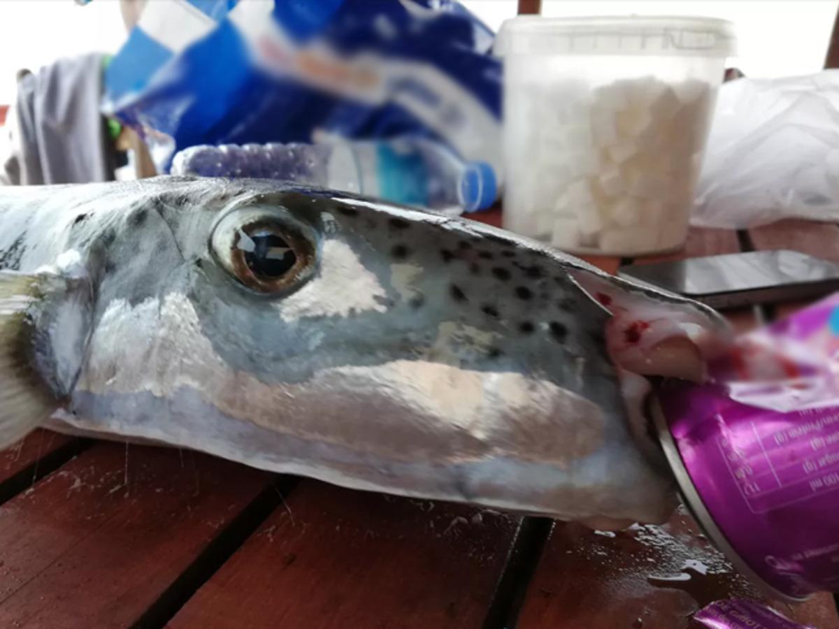 Prof. Dr. Vahdet &Uuml;nal duyurdu: 1 kilo balon balığı getirene 5 TL &ouml;denebilir