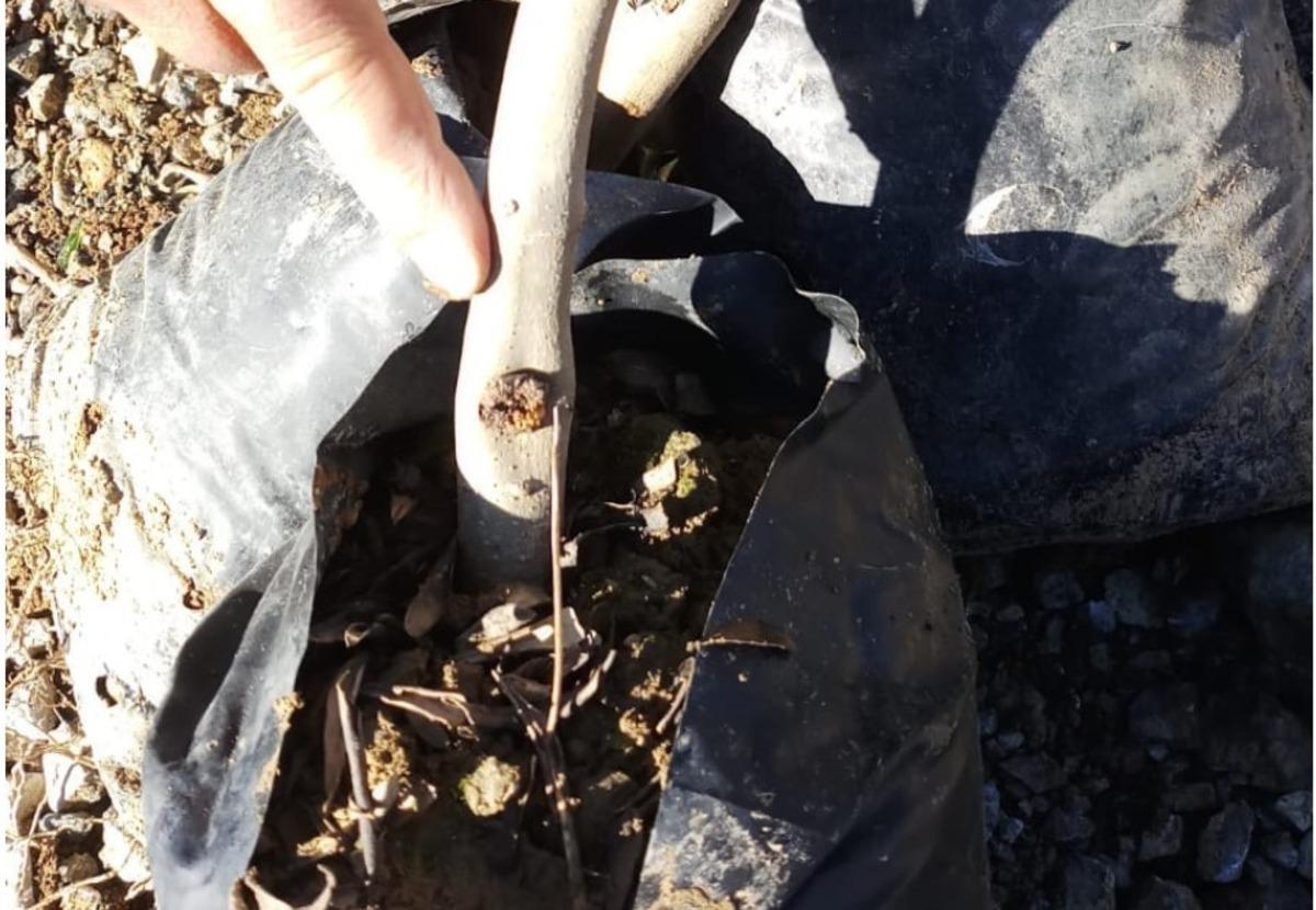 Hastalıklı fideler imha edildi